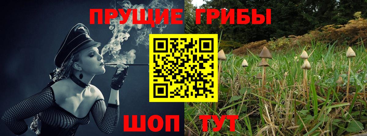 Фрязино  где купить   Вход с VPN  Псилоцибиновые грибы Psilocybe 